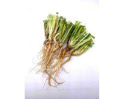 Coriander Root (100g)