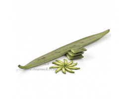 Indian Trumpet (500g)