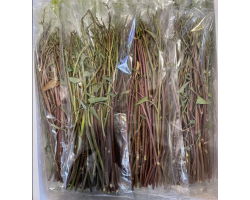 Red Morning Glory (200g)