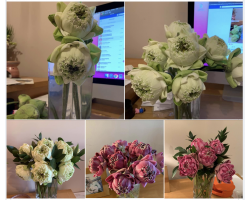 Fresh Lotus Flowers (Pink) - Pack of 5 