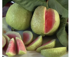 Guava (Hong Poa Sue)  (1 kg)