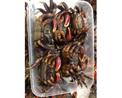 Mangrove Crab (500g)